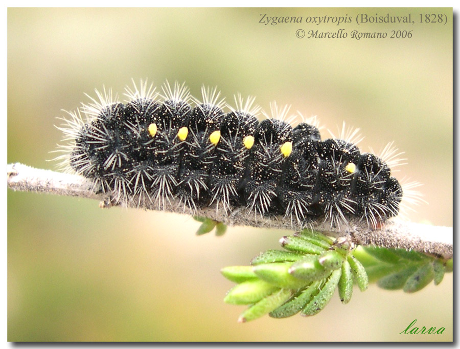 Bruchi fra l''erica, terza e ultima parte: Zygaena oxytropis